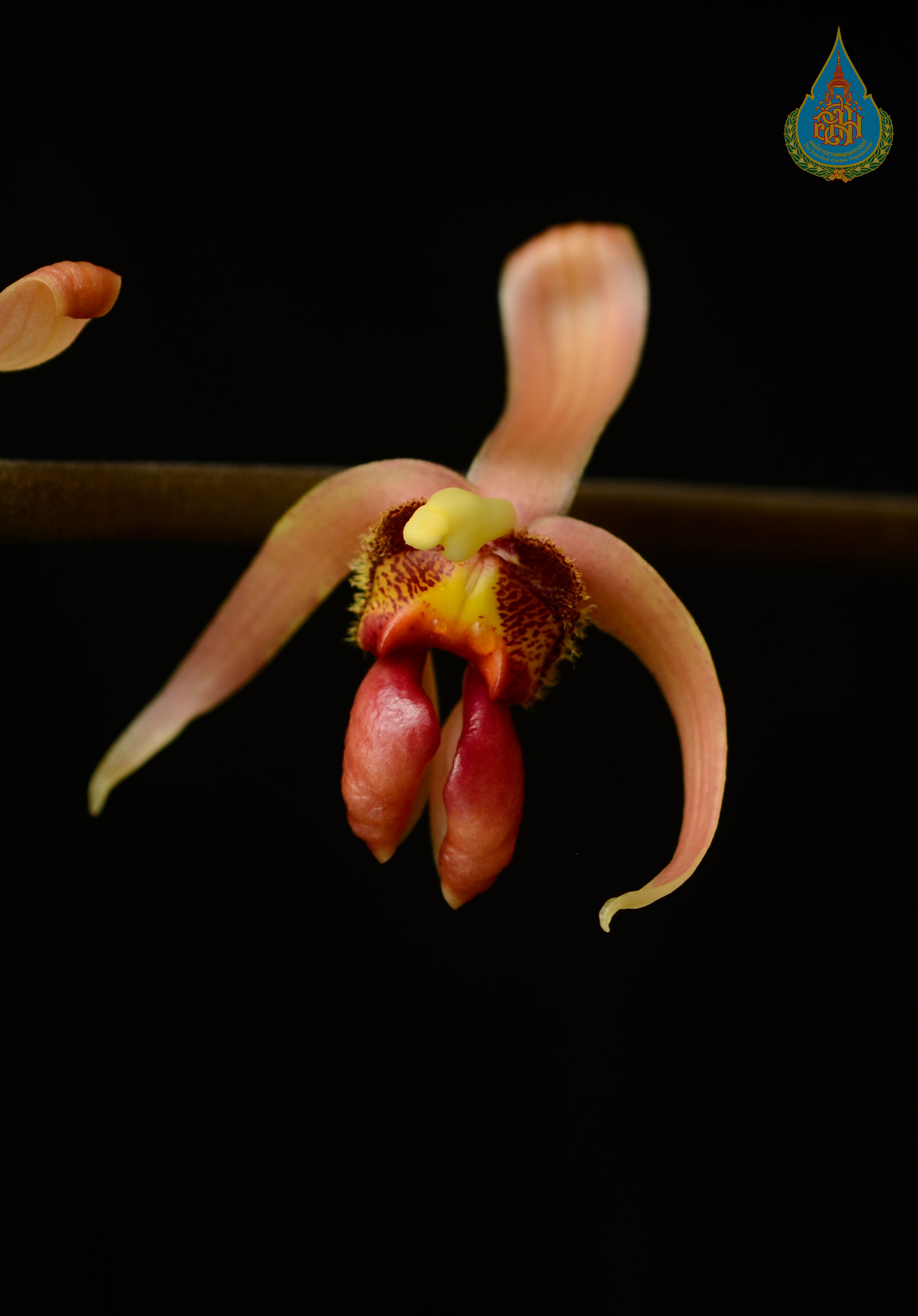 เอื้องกลีบม้วนปักษ์ใต้ Plocoglottis quadrifolia J.J.Sm.<br/>ORCHIDACEAE